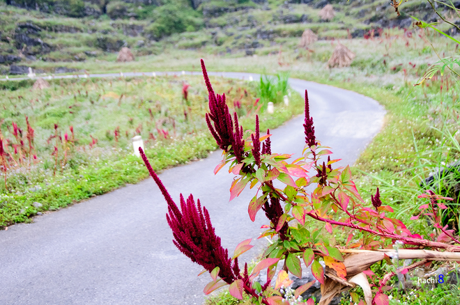 Flowers in Ha Giang-6