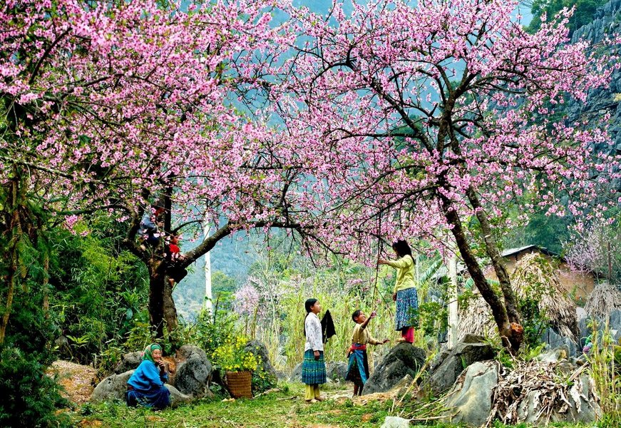 Spring in the Sapa Town